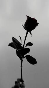 Pin By Zee On Wallpapers Flowers Photography Wallpaper Photography Wallpaper Tumblr Backgrounds