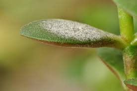 Loss of leaves you may notice that your jade plant is losing leaves or that its leaves are dropping off. Gardenatoz Jade Comes Indoors Goes White Garden A To Z