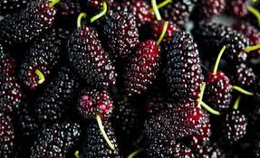 Blackberry bushes can be grown in gardens in u.s. Harvesting Mulberries And Making Mulberry Sorbet Hunter Angler Gardener Cook Mulberry Recipes Mulberry Fruit Food