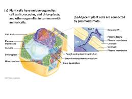 Check spelling or type a new query. Ppt Apical Bud Powerpoint Presentation Free Download Id 6670344