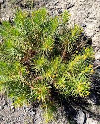 Image result for Senecio aetfatensis