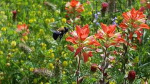California Pepperberry Flower Mound Best Flower Wallpaper