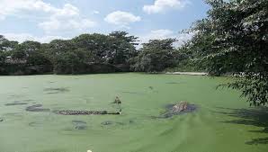 Tanaman yang dikenal juga dengan nama aloe vera ini dianggap dapat menyembuhkan berbagai penyakit kulit dan baik untuk kesehatan rambut dan kulit kepala. Jalan Jalan Ke Taman Buaya Asam Kumbang Penangkaran Buaya Terbesar Di Indonesia Gotravelly