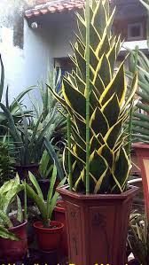 S T Jade Dwarf Marginated Sansevieria Plant Succulent Garden Diy Plants