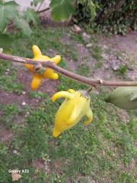 Image result for Solanum mammosum