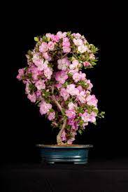 Pin On Bonsai And Ikebana