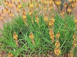 Pubmed:antiproliferative activity of the isofuranonaphthoquinone isolated from bulbine frutescens against jurkat t cells. Bulbine Desert Horizon Nursery