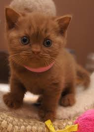 You should keep that in mind as well when choosing a british shorthair or any cat in general. Daisy Cinnamon British Shorthair At 5 Weeks Cute Baby Cats British Shorthair Beautiful Kittens