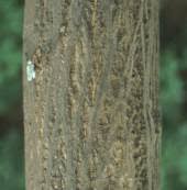 Image result for Ptaeroxylaceae