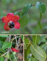 Image result for Ochna richardsiae