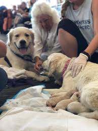 Is pet insurance worth it? Mom Service Dog Gives Birth To 8 Puppies In Florida Airport While Proud Daddy Service Dog Looks On Aww