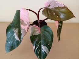 Philodendron Pink Princess Rare Pink Variegated Aroid A Knockout When Allowed To Climb Up A Support And Grow Large Lea Philodendron Plant Plants House Plants