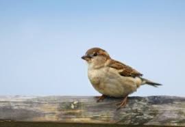 We did not find results for: Keeping House Sparrows Out Of Bluebird Houses Thriftyfun
