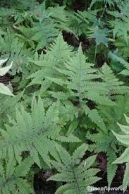 Image result for Thelypteridaceae