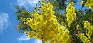 Mimosa Mimosa Flowers Flower Making