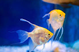 Maybe you've been doing searches like, pet stores near me that sell fish, or fish … Whether You Need Aquarium Tanks Or Fish If You Have Been Searching Tropical Fish Near Me Then Look No Further Than The Best Fis Fish Tropical Fish Fish Pet