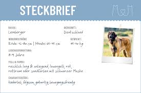 The leonberger is a large, muscular, and elegant dog with balanced body type, medium temperament, and dramatic presence. Leonberger Steckbrief Charakter Wesen Haltung