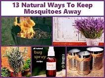 For instance, the scents of citronella, lemongrass and chrysanthemum, are nontoxic and keep mosquitoes at bay. Get Rid Of Mosquitoes In Yard Naturally Ways To Get Rid Of Mosquitoes Naturally