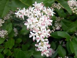 Image result for Ligustrum sinense