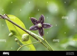 Image result for Periploca