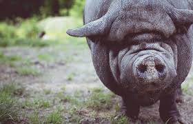 Rasa Stocli Vechea Rasa De Porci Din Care S Au Format Marele Alb Si Mangalita