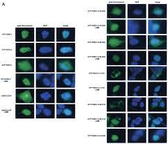 Subcellular Localization Of Hdac3 And Its Interaction With Crm1 A Download Scientific Diagram