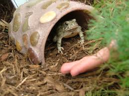 Check spelling or type a new query. 37 Frog Houses Ideas Toad House Toad Frog House