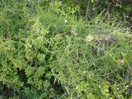 La plante adulte a tout du buisson de mauvaise herbe : L Asperge Sauvage Un Legume De Printemps Typique De La Garrigue Dans La Bulle De Manou
