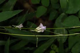 Image result for Voacanga bracteata