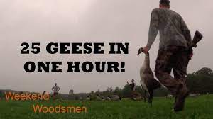 Maybe you would like to learn more about one of these? Goose Hunting Ohio Early Season Limit Youtube