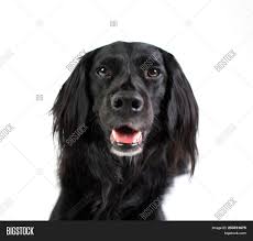 Cocker spaniel and lab mix. Black Lab Mix Isolated Image Photo Free Trial Bigstock