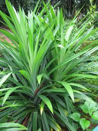 Image result for Pandanus sp. A