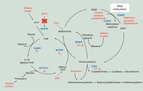 Methotrexate Associated Toxicity An Alarming Benign Entity