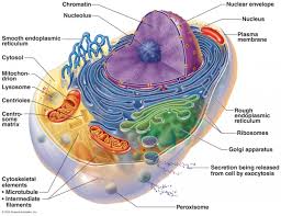 Pin By Shayla Baez On Cell Biology Cell Model Mitochondrial Mitochondria