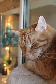 Black And White Orange Cat Ginger Cat Ginger Bee Tabby Cat Orange Tabby Cats Orange Cats