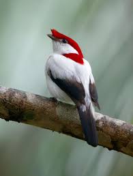 Bird With Red V On Back Of Head Aquasis Biologist Weber Silva Has Closely Studied The Breeding Biology Of Araripe Manakins In Their Wet Forest Habitat Colorful Birds Beautiful Birds Pet Birds