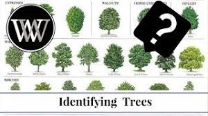 Two of the most common in the u.s. How To Identify A Tree By Leaf Bark And Fruit Wood And Lumber Identification For Woodworking Youtube