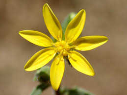 Image result for Osteospermum muricatum