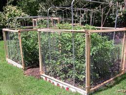 Jul 07, 2021 · may you keep squirrels and rabbits out of the garden, this and every year!! 6 Ways To Keep Squirrels From Eating Your Tomatoes