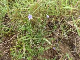 Image result for Wahlenbergia undulata