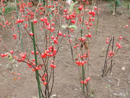 Image result for Solanum aethiopicum