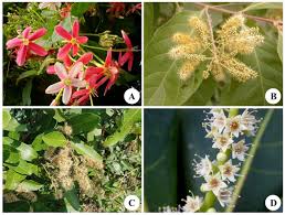 Image result for Combretaceae