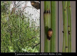 Image result for Equisetum ramosissimum