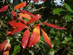 Image result for Combretum kraussii