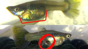 How To Tell If Guppy Is Pregnant Video Dr Guppy