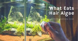 Algal blooms are usually visible as brightly coloured water or colourful scum on the algal blooms occur when conditions for growth are ideal for algae, for example when: Green Hair Algae Aquarium Kumpulan Soal Pelajaran 7