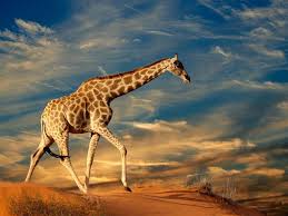 Wild Animals Hd Wallpapers Wallpaper Cave Now find the image you. wild animals hd wallpapers wallpaper cave