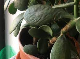 We did not find results for: Jade Plant Soft And Droopy