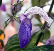 Image result for Brillantaisia oligantha