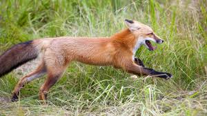 The red fox (vulpes vulpes) is the largest of the true foxes and one of the most widely distributed members of the order carnivora, being present across the entire northern hemisphere including most. Red Fox Yukon Wildlife Preserve